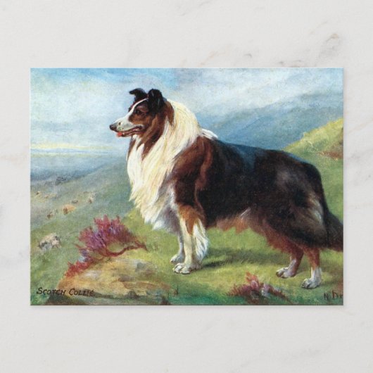 Old Postcard - Scotch Collie Postkarte (Vorderseite)