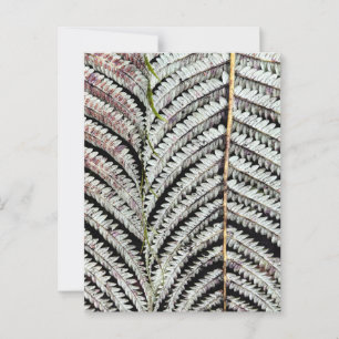 Old Tree Fern Frond Postkarte
