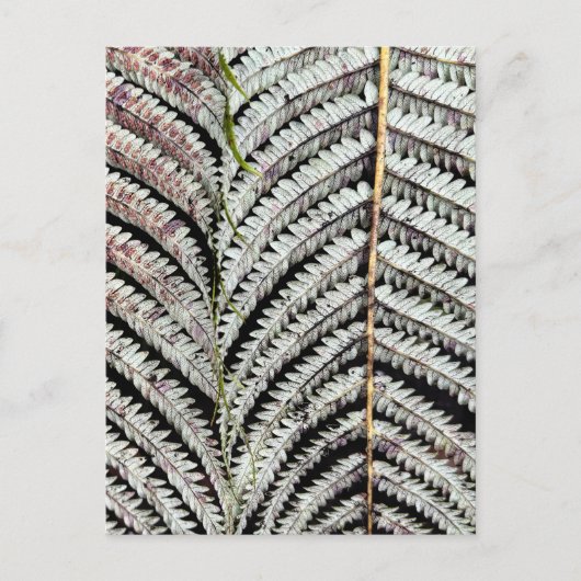 Old Tree Fern Frond Postkarte (Vorderseite)