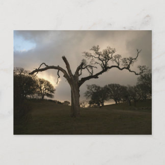 Old Winter Oak Postkarte