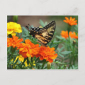 Old World Frack Butterfly Papilio Machaon Postkarte (Vorderseite)