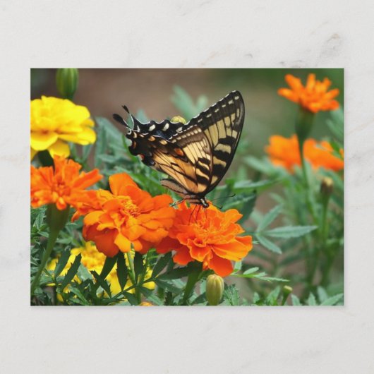 Old World Frack Butterfly Papilio Machaon Postkarte (Vorderseite)