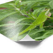 Old World Lizard alias Chameleon Fotodruck (Ecke)