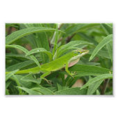 Old World Lizard alias Chameleon Fotodruck (Vorne)