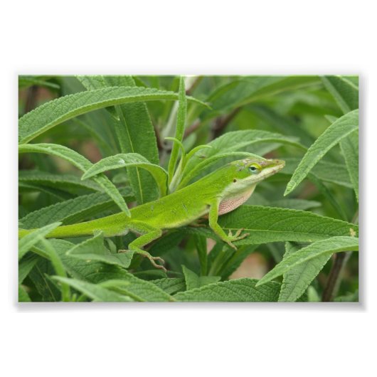 Old World Lizard alias Chameleon Fotodruck (Vorne)