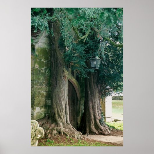 Old Yew Trees Poster (Vorne)