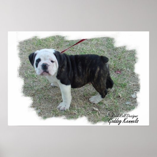 Olde English Bulldogge Puppy Poster (Vorne)
