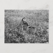 Olden Day Pump Postkarte (Vorderseite)