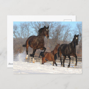 Oldenburg und Hanoverian Mares im Schnee Postkarte