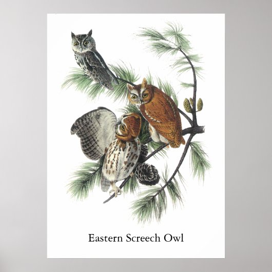 Oldtimer, John Audubon Poster (Vorne)