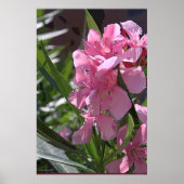 Oleander Art Poster -24x36 - andere Größen verfügb (Vorne)