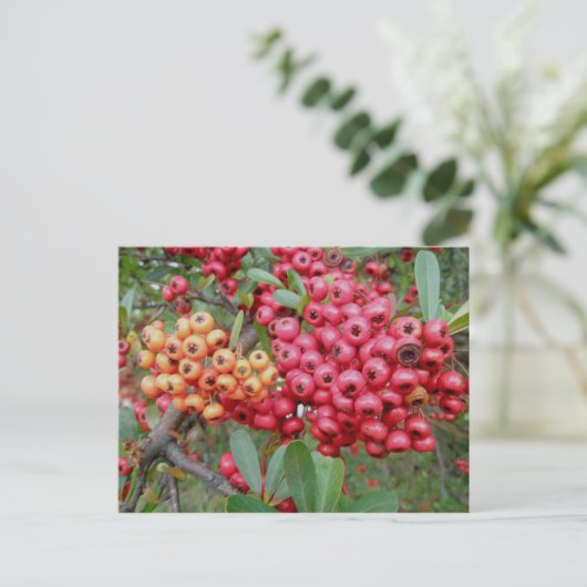 Oleander Berries Dezember OBX Postkarte (Stehend Vorderseite)