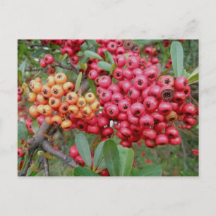 Oleander Berries Dezember OBX Postkarte
