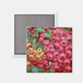 Oleander Berries-Koordinaten Magnet (Vorderseite/Rückseite)