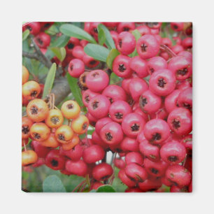 Oleander Berries-Koordinaten Magnet