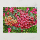 Oleander-Blüten und Berries-Koordinaten Postkarte (Vorderseite)
