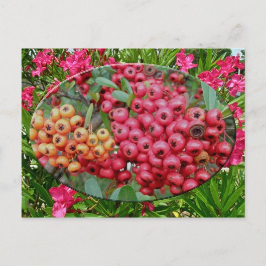 Oleander-Blüten und Berries-Koordinaten Postkarte (Vorderseite)