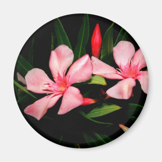 Oleander Magnet (Vorne)