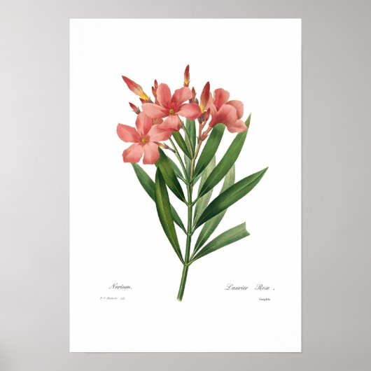 Oleander Poster (Vorne)