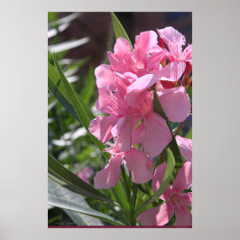 Oleander Poster -24x36 -andere Größen verfügbar