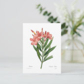 Oleander Postkarte (Stehend Vorderseite)