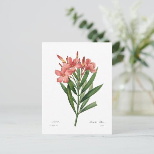 Oleander Postkarte (Stehend Vorderseite)