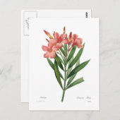 Oleander Postkarte (Vorne/Hinten)