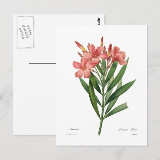 Oleander Postkarte (Vorne/Hinten)