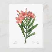Oleander Postkarte (Vorderseite)