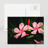 Oleander Postkarte (Vorne/Hinten)