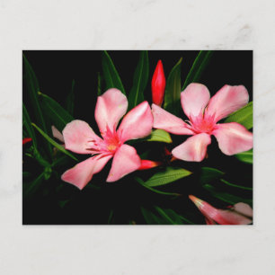 Oleander Postkarte