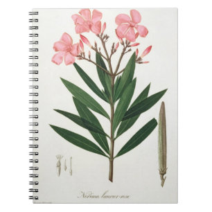 Oleander von "Phytographie Medicale" durch Notizblock