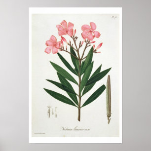 Oleander von "Phytographie Medicale" durch Poster