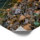 Olentangy River in Herbst, Highbanks Metro park, O Poster (Ecke)