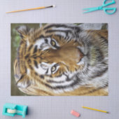 Ölgemälde von Tiger Seidenpapier (Basteln)