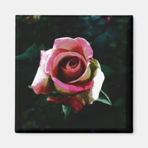 Ölgemalte Rose Magnet