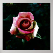 Ölgemalte Rose Poster (Vorne)