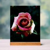 Ölgemalte rote Rose Acrylschild (Neutral)
