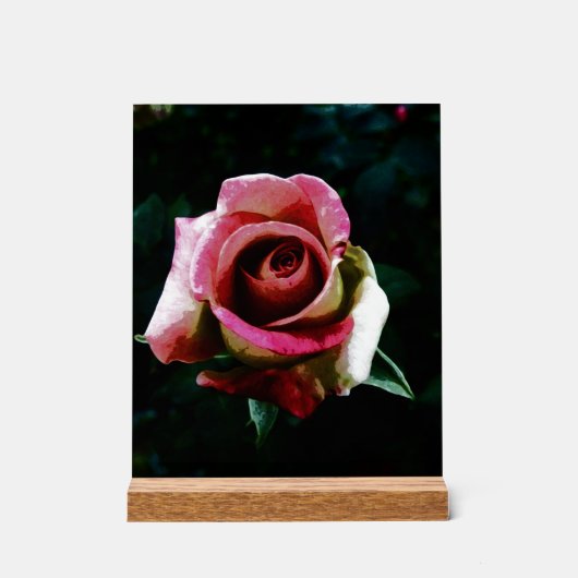 Ölgemalte rote Rose Acrylschild (Vorderseite)
