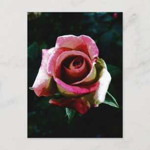 Ölgemalte rote Rose Feiertagspostkarte
