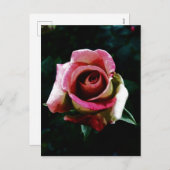 Ölgemalte rote Rose Feiertagspostkarte (Vorne/Hinten)