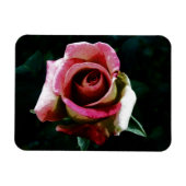 Ölgemalte rote Rose Magnet (Horizontal)