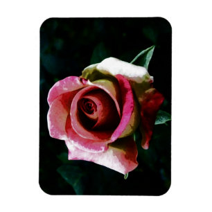 Ölgemalte rote Rose Magnet