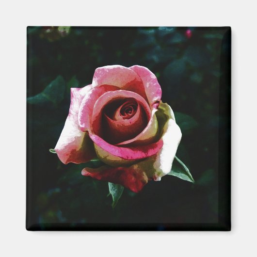 Ölgemalte rote Rose Magnet (Vorne)