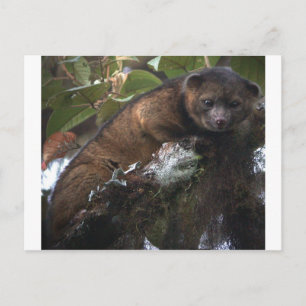 Olinguito (Bassaricyon neblina) neue Säugetiere Postkarte