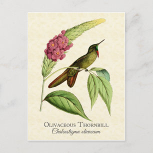 Olivaceus-Dornschnabel-Kolibri Vintage-Kunst Postkarte