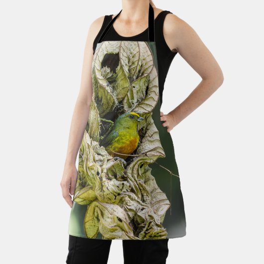 Olive Backed Euphonia, Belize Bird Schürze (InSitu)