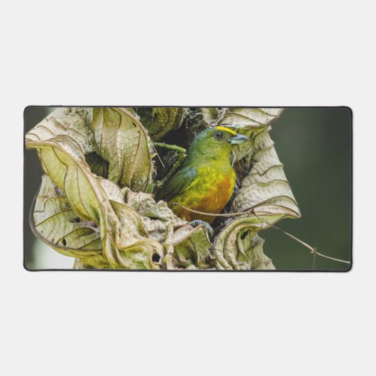 Olive Backed Euphonia, Wildlife Aviary Fotografy Schreibtischunterlage (Vorderseite)