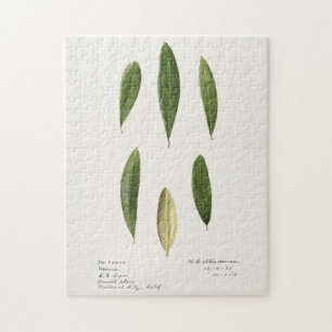 Olive Blätter (Olea Europaea) Aquarellmalerei Puzzle
