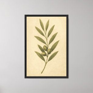 Olive Branch Botanical Leinwanddruck